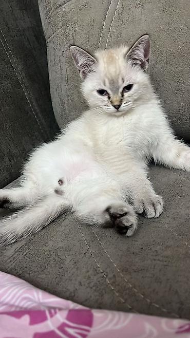 Pişiklər: Yaxşı əllərə — 6