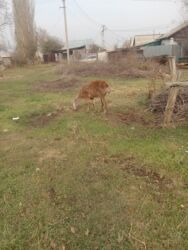 купить страусиное яйцо для инкубации: Коза (домашняя) - Порода: помесная, короткошерстная, рыже-белый окрас