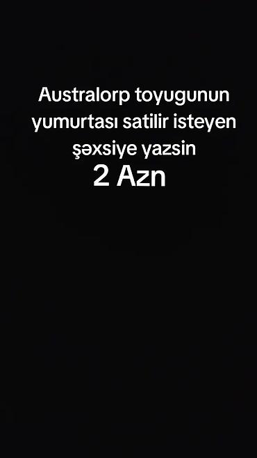 Qida məhsulları: Məhsul: Australorp toyuğunun yumurtası hefdede 20 - 25 eded Təsvir — 1