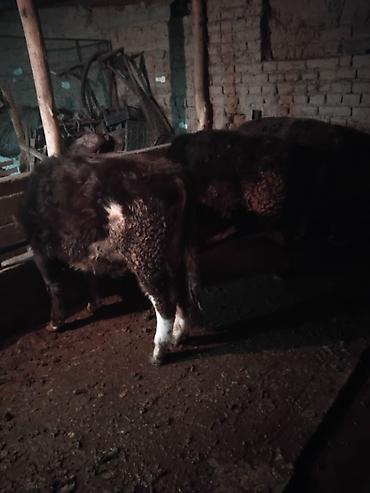 Коровы, быки: Продаю | Бык (самец) | Полукровка | На откорм | Привязанные — 20