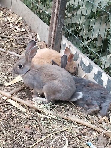 Dovşanlar: 🐰 Dovşanlar satılır! 🐰 Sağlam və baxımlı dovşanlar satışdadır. ❤️ — 2