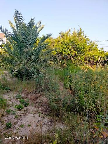 Xurma agaci, Qiymeti razilasma yolu ile. Lehis baglarinda yerlesir lalafo.az -da Xurma agaci, Qiymeti razilasma yolu ile. Lehis baglarinda yerlesir
