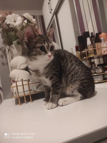 Pişiklər: Tabbi, Yaxşı əllərə — 6