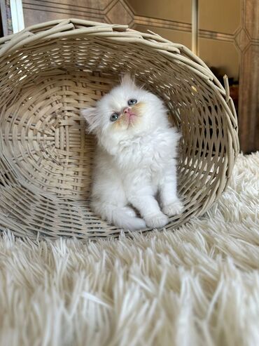 Pişiklər: Şotland yastı qulaq, Erkək, Dişi, Yaxşı əllərə, Ünvandan götürmə, Pulsuz çatdırılma, Ödənişli çatdırılma — 180