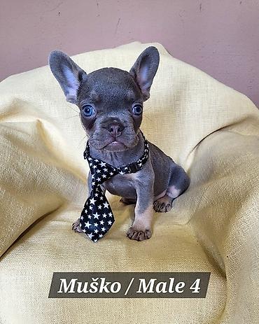 Psi: Francuski Bulldog štenci exotik boja. Stari 3 meseca, primili sve 3 na lalafo.rs — 4 Psi: Francuski Bulldog štenci exotik boja. Stari 3 meseca, primili sve 3 — 4