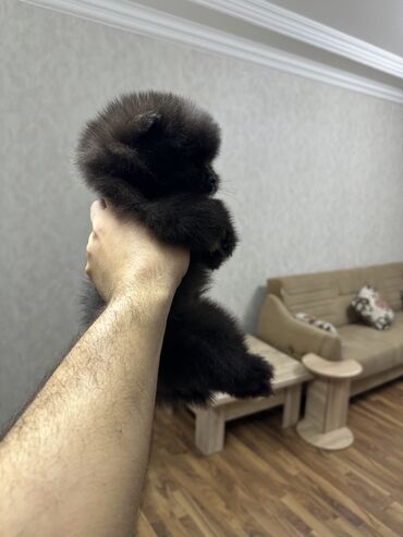 İtlər: Şpitz, 2 ay, Erkek, Peyvəndli, Ünvandan götürmə — 13