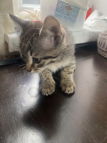 Pişiklər: Yaxşı əllərə, Ünvandan götürmə — 3