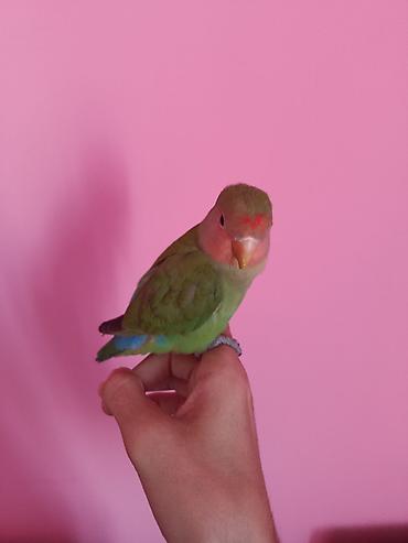 sultan tutuquşusu: “Lovebird” nerazluçnik tutuquşusu Ruçnoy quşdur əldə oturur baladır — 6