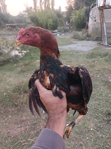 silkie ipək toyugu: Məhsul: Gənc xoruz (yerli qarışıq cins) Təsvir:40 manat - — 2