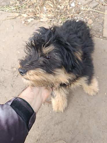 Продажа собак: Отдам в добрые руки!. Щенки маленькой породы/метиса. Пушистая шерсть — 5