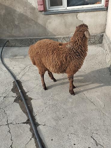 Сварка: Сварка | Камины Высотные работы — 9