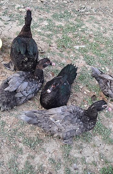 Ördəklər: Erkək, Ətlik, Pulsuz çatdırılma — 2