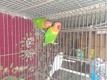 Tutuquşları: Məhsul: Dalmatinka/agapornis (lovebird) papuqayları – müxtəlif rəng — 5