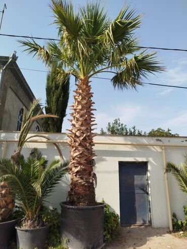 Другие растения: Böyük ölçülü palm ağacı – konteynerdə - Növ: Dekorativ xurma/palmanın