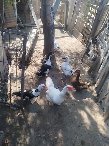 it adlari azeri: Məhsul: Misk ördəkləri (indoutka) Təsvir: - Təsərrüfatda saxlanılan — 4