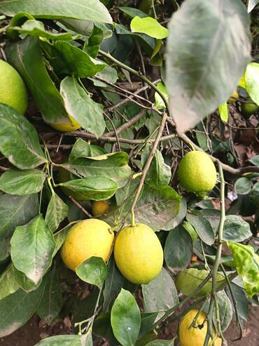 Meyvə və giləmeyvə: Məhsul: Bağdan təzə sitrus meyvələri – limon və portağal/mandarin — 9