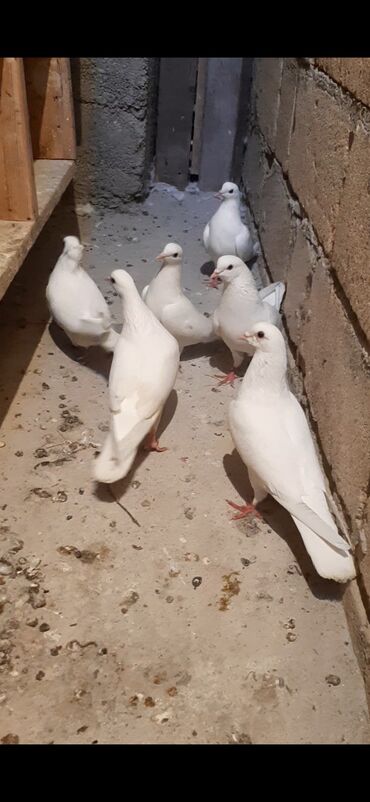 quşu: Quşlar satılır
