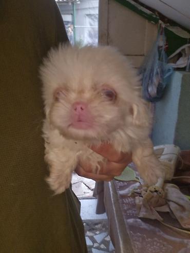 haski it adlari: Pekines — 1