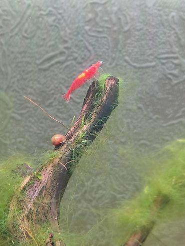 где купить альгицид для бассейна: Креветки неокаридина Red Cherry (Neocaridina davidi “Red Cherry”) — 1