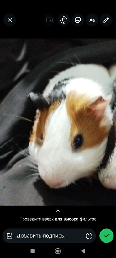 домик для кошки многоуровневый: Башка а/ч жаныбарлары