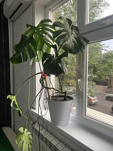 Монстеры: Монстера вариегатная (Monstera deliciosa variegata) — комнатное — 19