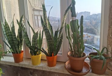 sultan daragi: Satılır: otaq sukulentləri kolleksiyası - Sansevieriya (Qayın diləyi