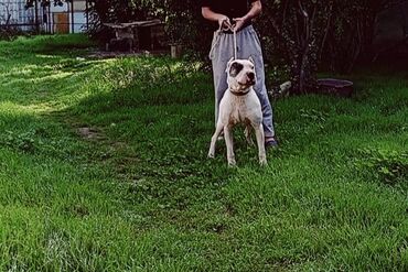 şirin itler: Гурдбасар, 3 годa, Самец