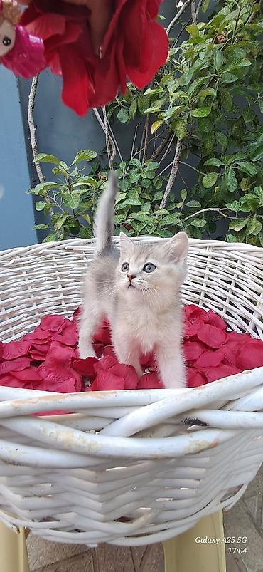 Pişiklər: Britan — 2
