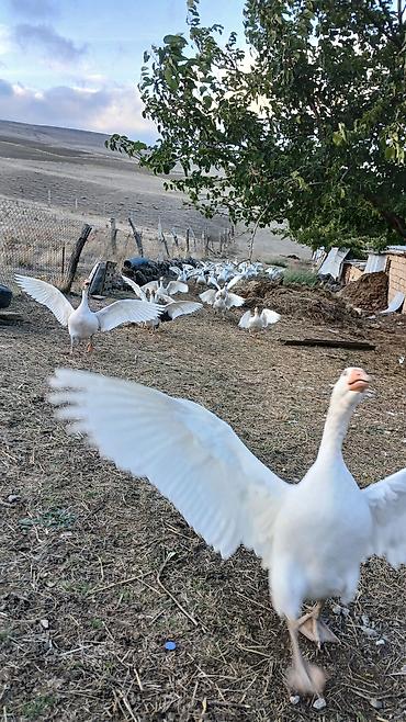 tovuz qusu satilir: 30 eded fere qazlar qubandan donme adi cir qaz deyil — 5