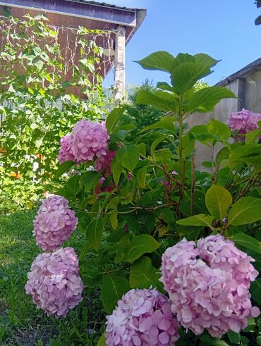 Günlük kirayə evlər: 40 kv. m, 2 otaqlı, Kombi, İnternet, Telefon -da lalafo.az — 7 Günlük kirayə evlər: 40 kv. m, 2 otaqlı, Kombi, İnternet, Telefon — 7