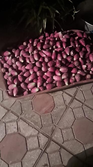 ciledagi bitkisi: Kaktus meyvesi şekerin ve qaraciyerin dermanıdır,tam tebii,xeyirli — 2