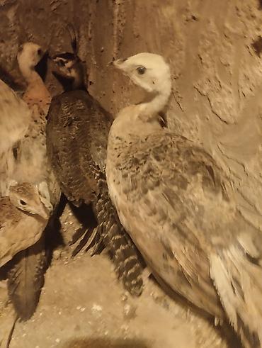 ov quşları: Tovuz quşu balası (paun cücəsi) - Növ: Tovuz quşu (peafowl) – gənc — 7