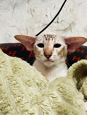 Продажа кошек: Ориентальная, 2 года, Девочка, Белый, Кастрирована, Приучена к лотку, Проглистована — 21