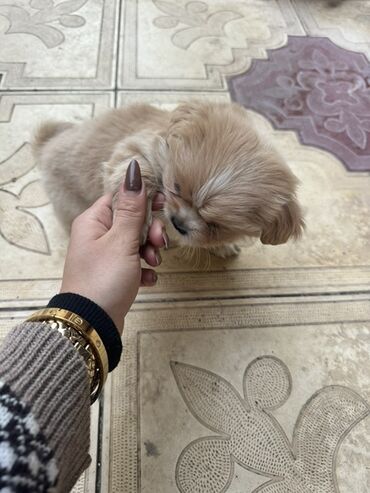 İtlər: Pekines, 2 ay, Peyvəndli — 13