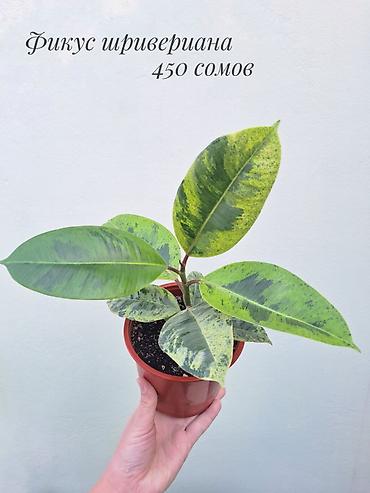 саженцы инжир: 🪴 Фикусы разных сортов в продаже. 🌿 Названия сортов и цены указаны на — 9