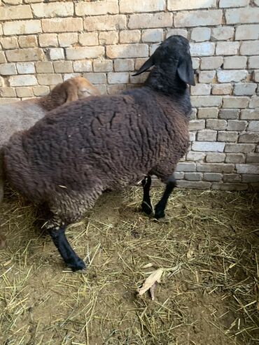 купить горох кормовой: Сатам | Кочкор (эркек) | Арашан | Көбөйтүү үчүн