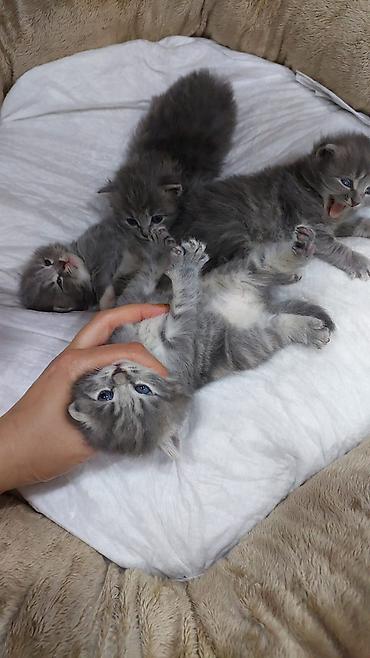 Pişiklər: Yaxşı əllərə — 2