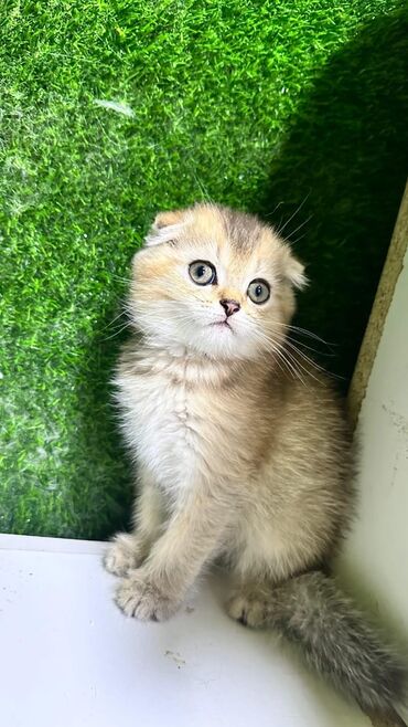 Pişiklər: Britan yastı qulaq, Erkək, Dişi, Yaxşı əllərə, Ünvandan götürmə, Pulsuz çatdırılma, Ödənişli çatdırılma — 75