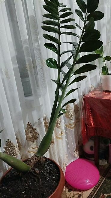 Комнатные растения: Замиокулькас (долларовое дерево) в горшке. - Крупное комнатное — 3