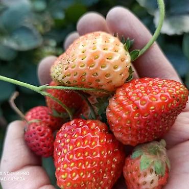 Продажа коттеджей и домов: ✨ Продаётся большой кашар ✨ 📍 Район Боконбай (село) 🏡 Дом: 🛏 4 комнаты — 6