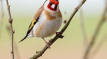 papuqay type 1: **Qızılquş (Goldfinch)**shegol balalari satishda gefese oyreshib — 1