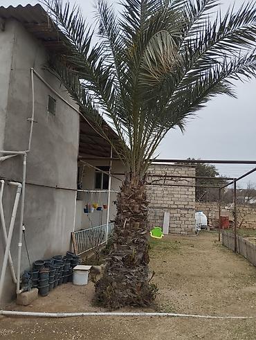 palma agaci satilir: Xurma xurması (Phoenix dactylifera) – iri dekorativ palma ağacı — 2