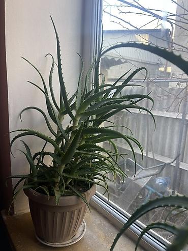 Алоэ: Алоэ (Aloe arborescens) в горшке - Крупное комнатное суккулентное — 1