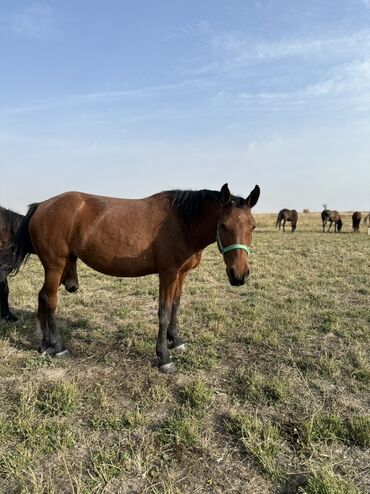 Лошади, кони: Продаю | Жеребенок, Жеребец, Кобыла (самка) | Кара Жорго | Для молока, Для разведения, На забой — 5