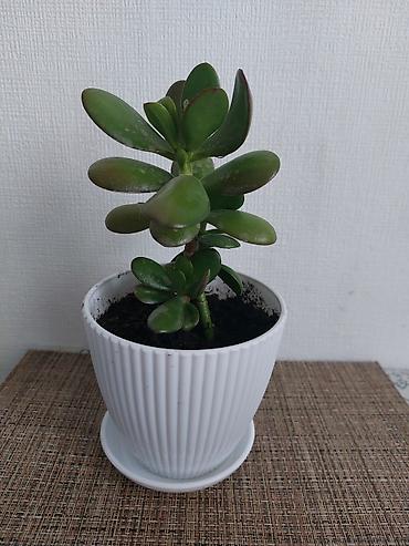 4 pot: Толстянка (денежное дерево) в горшке - Сукупьент с плотными овальными — 2