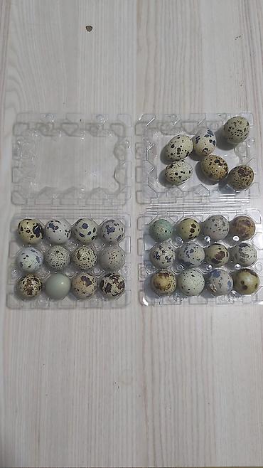 bildircin yumurtası satilir: Məhsul: Bildirçin yumurtası Təsvir: - Təbii, təmiz şəraitdə — 3