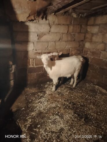 Keçi, çəpiş: Qiymət cütünə ayıdır cütü 650 manata sani boğaz keçilər di isteyen — 5