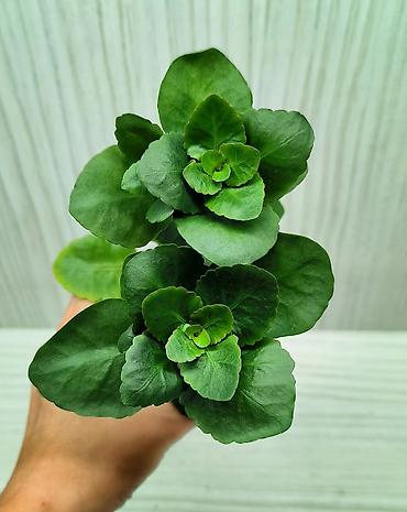 каланхоя: КОМНАТНЫЕ ЦВЕТЫ ПРОДАЮ 🌱 Каланхоэ - 100 🌱 Сингониум Пикси - 250 🌱 — 3