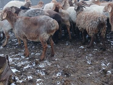 Бараны, овцы: Продаю | Овца (самка) | Для разведения | Матка — 11