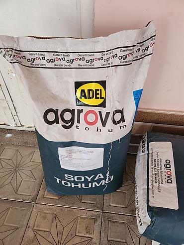 bugda toxumu: Soya toxumu satilir 75 kiloqram — 1